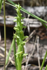 Platanthera aquilonis