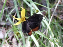 Gyrocheilus patrobas