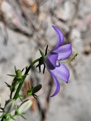 Campanula pyramidalis