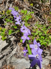 Campanula pyramidalis