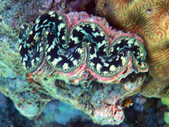 Tridacna
