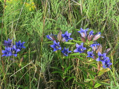 Gentiana puberulenta