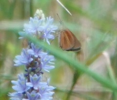 Euphyes dukesi calhouni