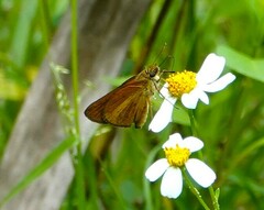 Euphyes dukesi calhouni