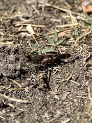 Trimerotropis pallidipennis