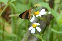 Euphyes dukesi calhouni