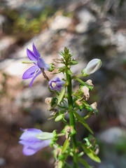 Campanula pyramidalis