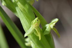 Platanthera aquilonis