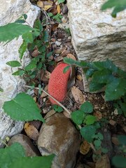 Phallus rubicundus