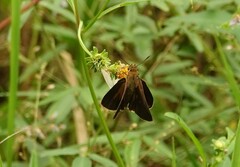 Euphyes dukesi calhouni