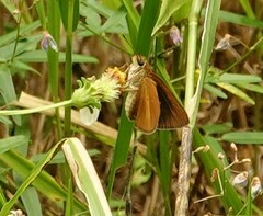 Euphyes dukesi calhouni