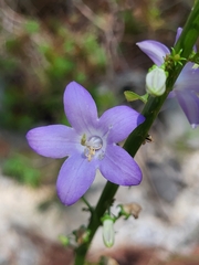 Campanula pyramidalis