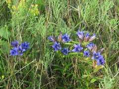 Gentiana puberulenta