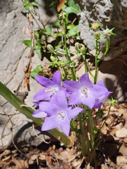 Campanula pyramidalis
