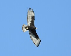 Buteo albonotatus