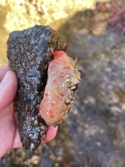Aplidium californicum