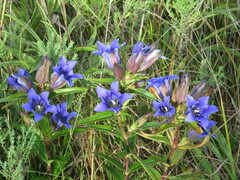 Gentiana puberulenta