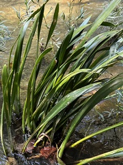 Hymenocallis coronaria