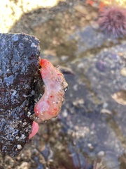 Aplidium californicum