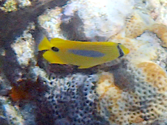 Chaetodon plebeius