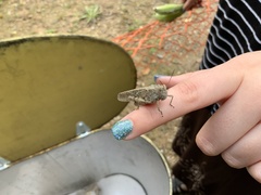 Dissosteira carolina