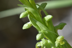 Platanthera aquilonis