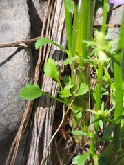 Campanula pyramidalis
