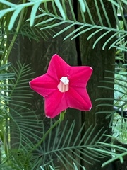 Ipomoea quamoclit