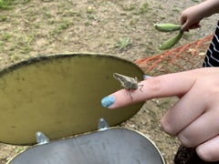 Dissosteira carolina