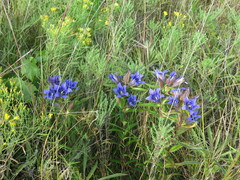 Gentiana puberulenta