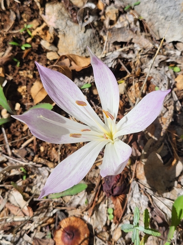 Colchicum haynaldii (Colchicum haynaldii)