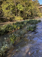 Hymenocallis coronaria