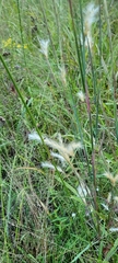 Andropogon ternarius