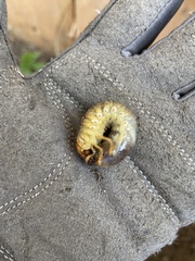 Scarabaeidae