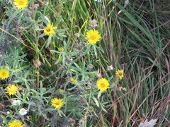 Heterotheca camporum