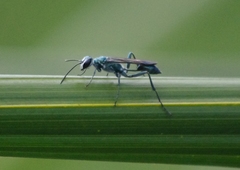 Chalybion bengalense