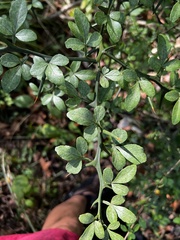 Citrus trifoliata