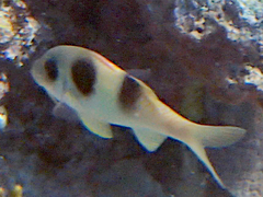 Parupeneus crassilabris