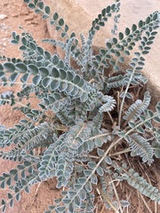 Astragalus mollissimus