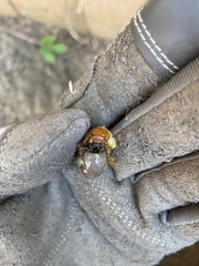 Scarabaeidae
