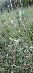Andropogon ternarius