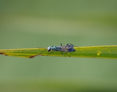 Chalybion bengalense