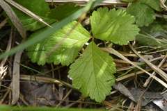 Rubus arcticus