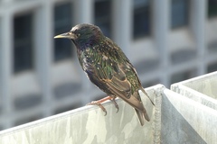 Sturnus vulgaris