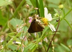 Euphyes dukesi calhouni