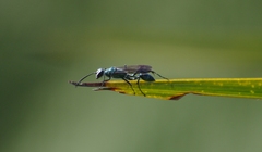 Chalybion bengalense