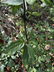 Citrus trifoliata