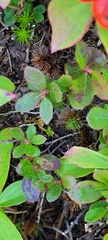 Vaccinium cespitosum