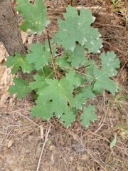Acer grandidentatum