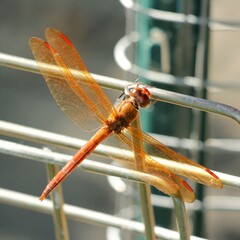Libellula